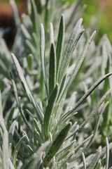 Closeup of a rosemary plant 