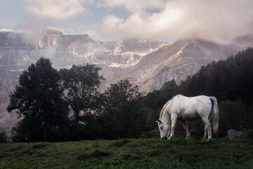 White horse and background the cirque de gavarnie, french pyrenees.