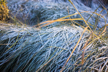 winter background, dry grass covered with frost in winter