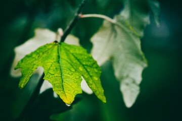 leaf with water drops