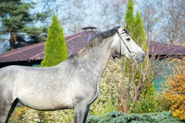 portrait of beautiful sportive gray horse posing in nice stable garden. autumn time