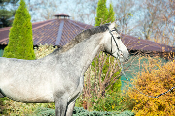 Obraz na płótnie Canvas portrait of beautiful sportive gray horse posing in nice stable garden. autumn time