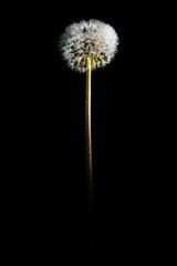 Backlit macro shot of beautiful dew drops on dandelion seed against black background.