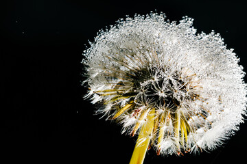 Backlit macro shot of beautiful dew drops on dandelion seed against black background.