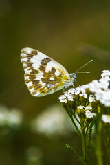 Eastern Bath white butterfly (Pontia edusa) on white wildflowers