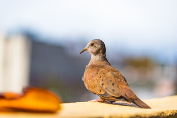 pigeon on the wall columbina columbinae