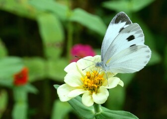 white butterfly on a flower