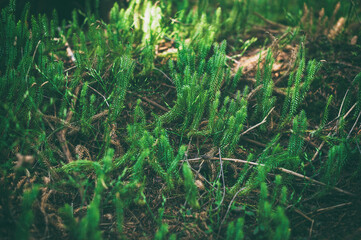 Moss background. Green moss on grunge texture, background. Moss growing in the mountains.
