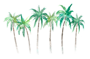 palm tree isolated