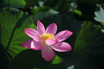 pink water lily