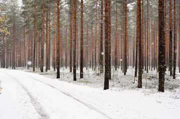 Forest road winding its way through a winter woods. Fresh snow covering landscape.