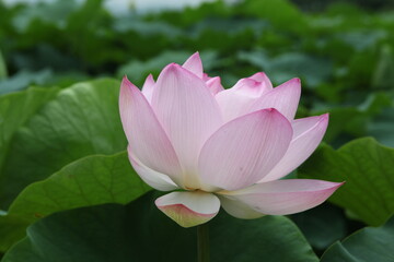 pink water lily