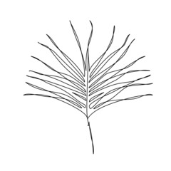 Palm leaf, continuous drawing. Outline tropical symbol, line icon, trendy label, beach print.