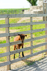 Selective focus shot of a baby goat
