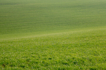 Obraz na płótnie Canvas Selective focus grass on the slope field and curve, Green grass meadow on the hill with sunlight, Nature pattern background, Free copy space for your text.