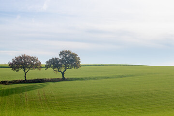 Autumn landscape of hilly countryside of South Limburg (Zuid-Limburg) Farmland and green grass filed under blue sky and sunlight, Gulpen is a village in the southern of the Dutch, Limburg, Netherlands