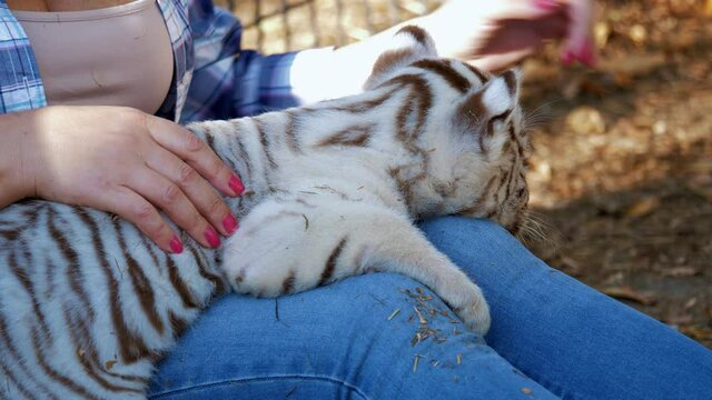 Faceless woman strokes fur of white tiger cub lying on her legs. Contact zoo. Cute animal puppy, pet relaxing near girl. Zookeeper takes care about wild cat baby. Friendship with beast