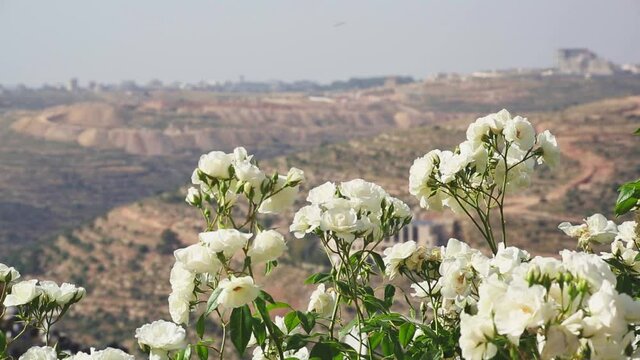 White flowers growing in landscape, Palestine