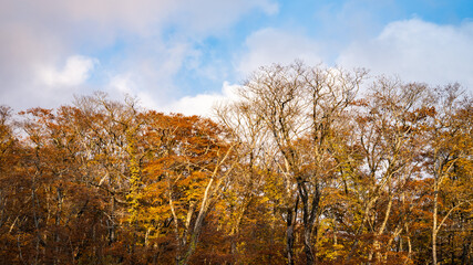 Fototapeta na wymiar 【自然】青空の下の紅葉した秋の葉 