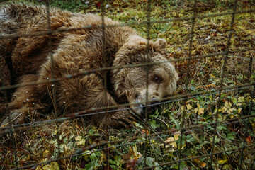 Brown bear at reservation park. Rehabilitation center for brown bears, National Natural Park Synevyr Ukraine.