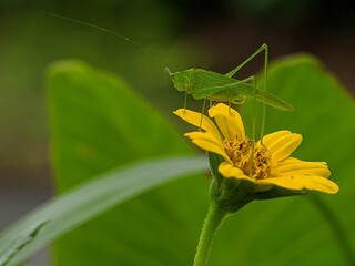 grasshopper on a flower