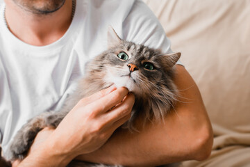 Gray fluffy cat on resting, relaxing, enjoying in arms of friend indoors. Close-up of person...