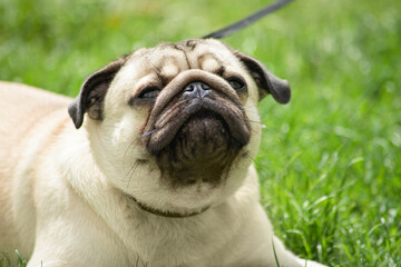 Obraz premium portrait of a beautiful young beige pug, close-up. the dog wants to sneeze