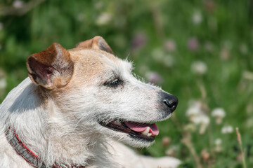 portrait in profile of a Jack Russell Terrier dog on vacation against a background of blurred green foliage. close-up
