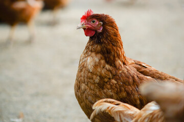 chicken on a farm