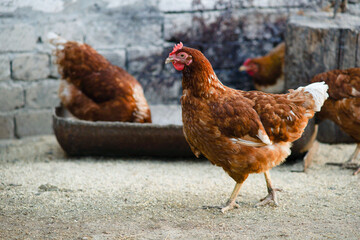 chicken on the farm