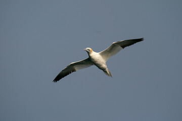 Fototapeta na wymiar The northern gannet (Morus bassanus)