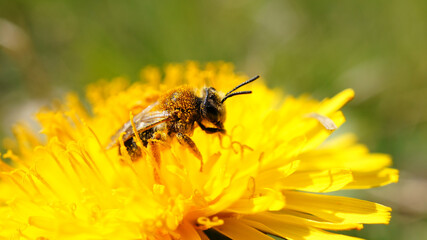Honey bee on a flower collecting nectar.