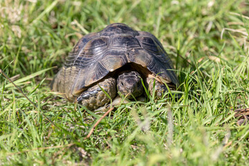 The wild turtle sit in grass close-up