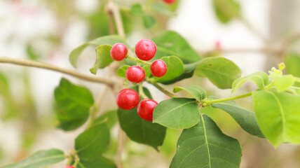 The small red fruits are beautiful on the plant