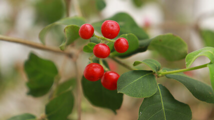 The small red fruits are beautiful on the plant