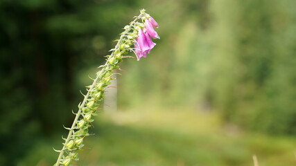 Kwiat naparstnica na rozmytym tle lasu