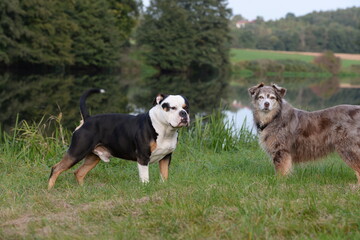Hundefreund. Zwei unterschiedliche Hunde beschnuppern sich