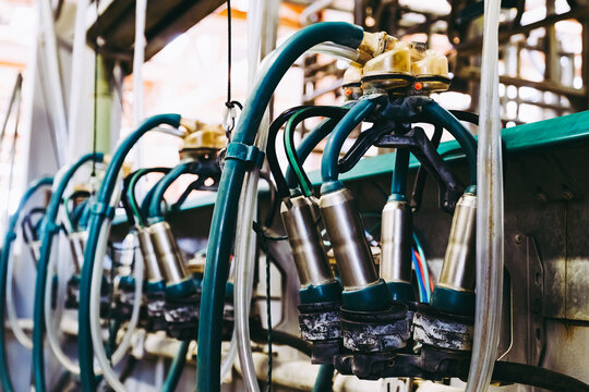 Equipement pour traite des vaches automatis&eacute;e dans une laiterie