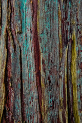 Obraz premium bark of a tree