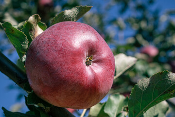 red apples on a branch. apple on the tree. apple on a branch among the green leaves. agriculture in autumn. harvesting apples. apples in the garden. apple on a branch close-up