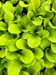 leafs of fresh green salad. closeup