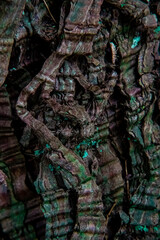 tree bark