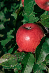 red apples on a branch. apple on the tree. apple on a branch among the green leaves. agriculture in autumn. harvesting apples. apples in the garden. apple on a branch close-up