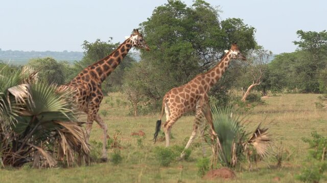 Two giraffes walking in the Murchison Falls National Park, Uganda