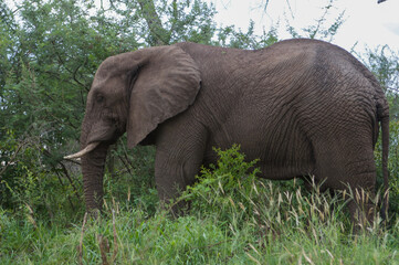 Elephant in the wild
