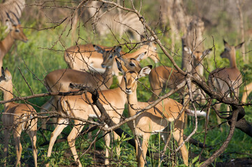 impala in kruger national park