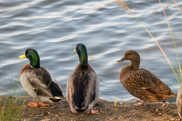 Wild birds
