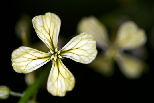 Rocket salad - close-up view of a flower - Diplotaxis tenuifolia - Eruca Sativa