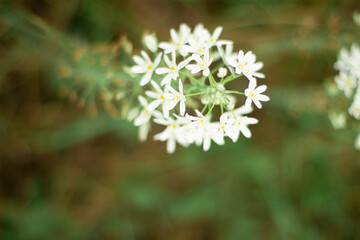 flower of a plant