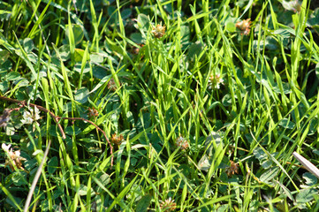Green grass closeup view with selective focus on foreground